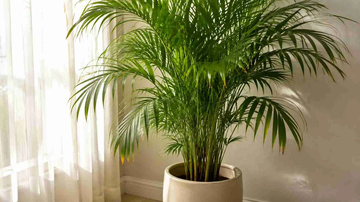 Colocando a areca-bambu no lugar certo: quanta luz ela precisa e como evitar folhas queimadas ou amareladas