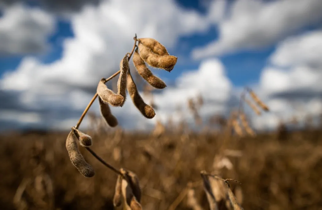 USDA aponta 58% das lavouras de soja dos EUA em boas ou excelentes condições