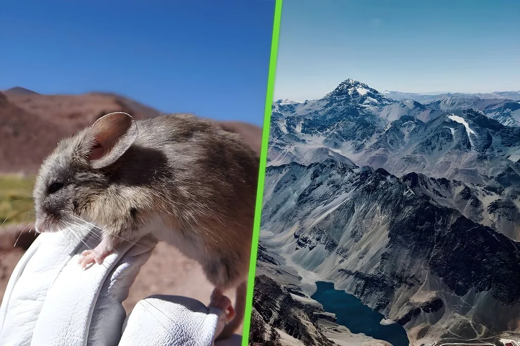 El día que encontraron un mamífero en un lugar imposible: en Los Andes, a casi 7,000 metros de altura