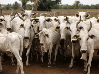 En raison de l’utilisation d’antibiotiques dans les élevages, l’Europe ferme la porte à la viande brésilienne