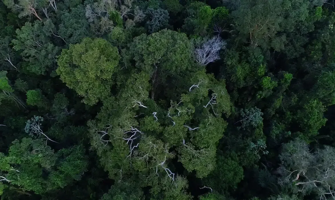 Mais de 30 hectares de vegetação podem ter sido extintas de APP no Acre