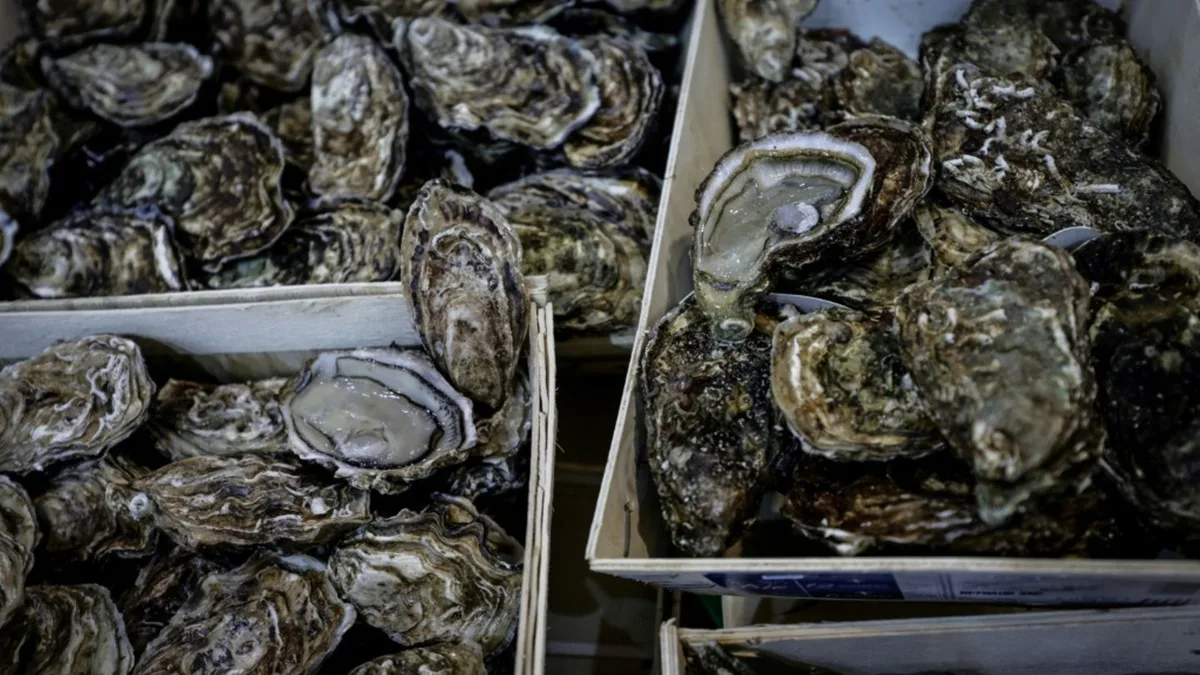 Polizei in Australien sucht Austernbdiebe - Muscheln im Wert von mehr als 200.00 Euro gestohlen