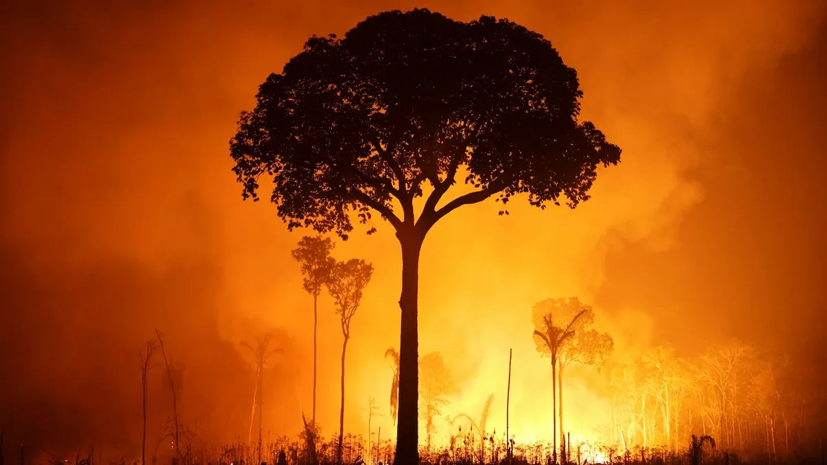 See the Amazon rainforest wildfires that have politicians pointing fingers amid Brazil presidential elections
