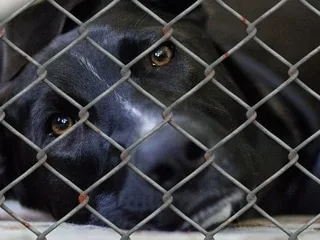 Qui a libéré une vingtaine de chiens dans un refuge des Alpes-Maritimes ? Une chienne toujours introuvable