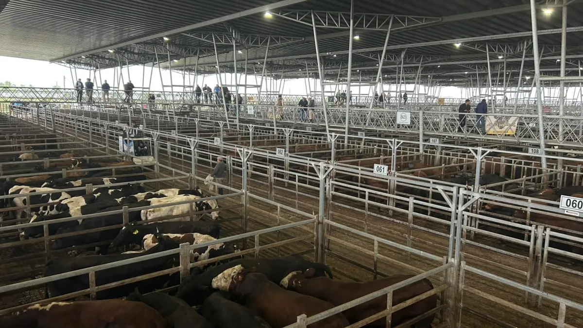 Vacunos: escasa oferta en el Mercado Agroganadero de Cañuelas