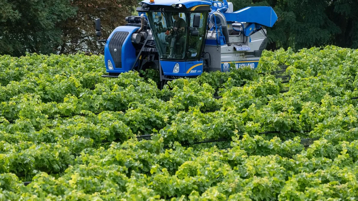 Weinbau in MV: Gute Weinernte 2026 - Wird der Anbau in MV ausgeweitet?