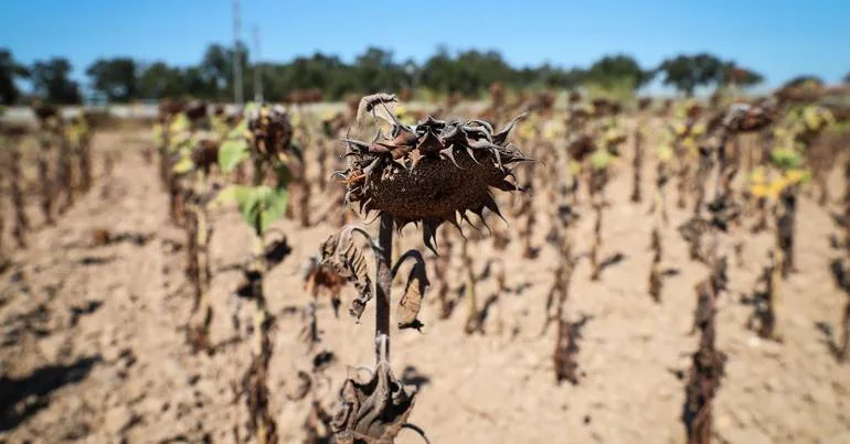 Calor e seca pressionam culturas de verão em Portugal