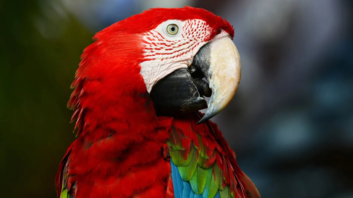 Cómo opera el tráfico de fauna y madera en Centroamérica según las rutas, especies y vacíos legales detectados