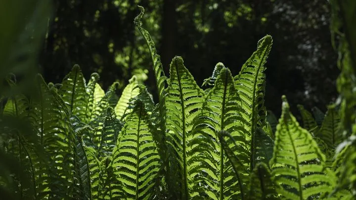 Qu’est-ce que le “microbiote” des plantes ?