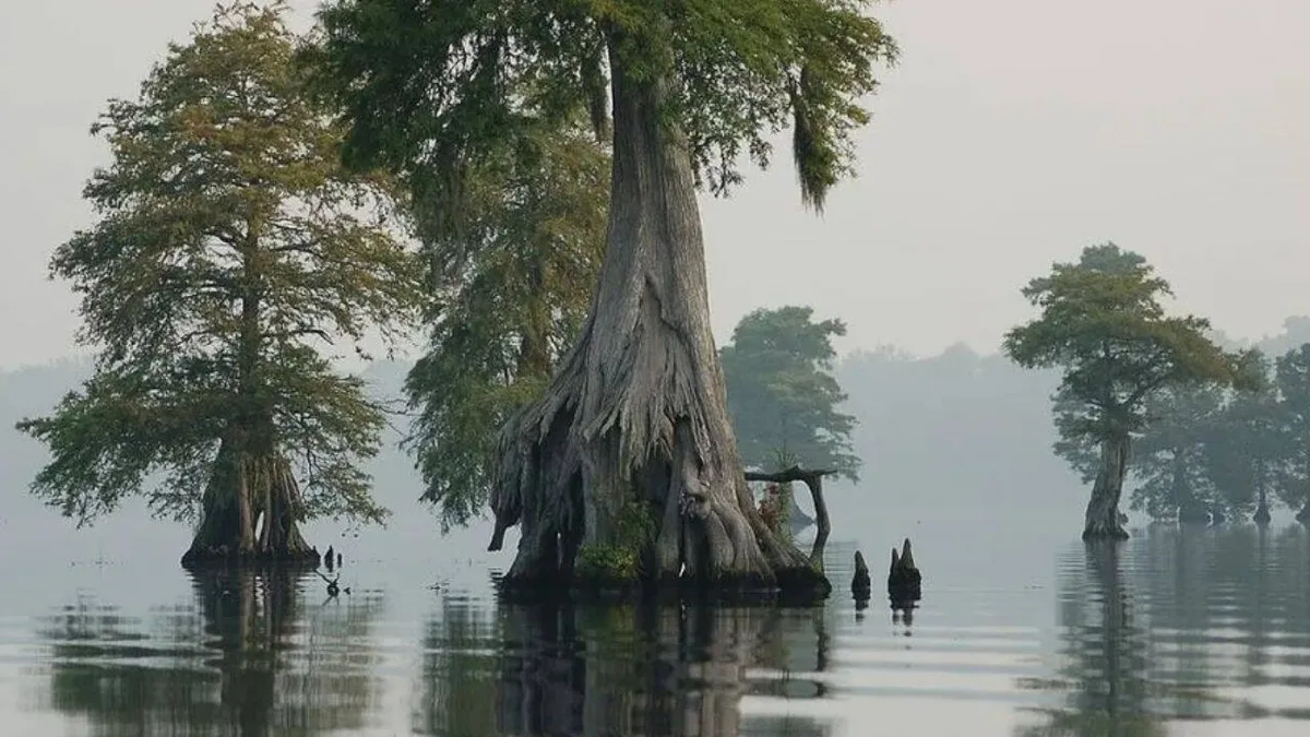 Virginia swamp re-wetting traps 200,000 tons of carbon a year