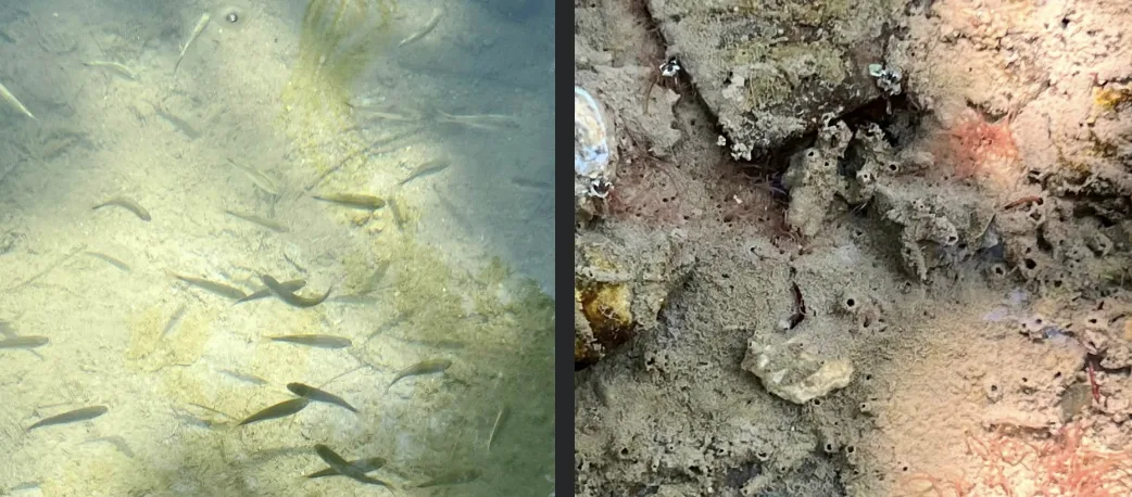 Alertan por supuesta descarga de aguas negras en Río Monclova; reportan zona sin peces y con miles de larvas