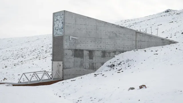 Feijão e milho portugueses vão para o "cofre do apocalipse" na Noruega