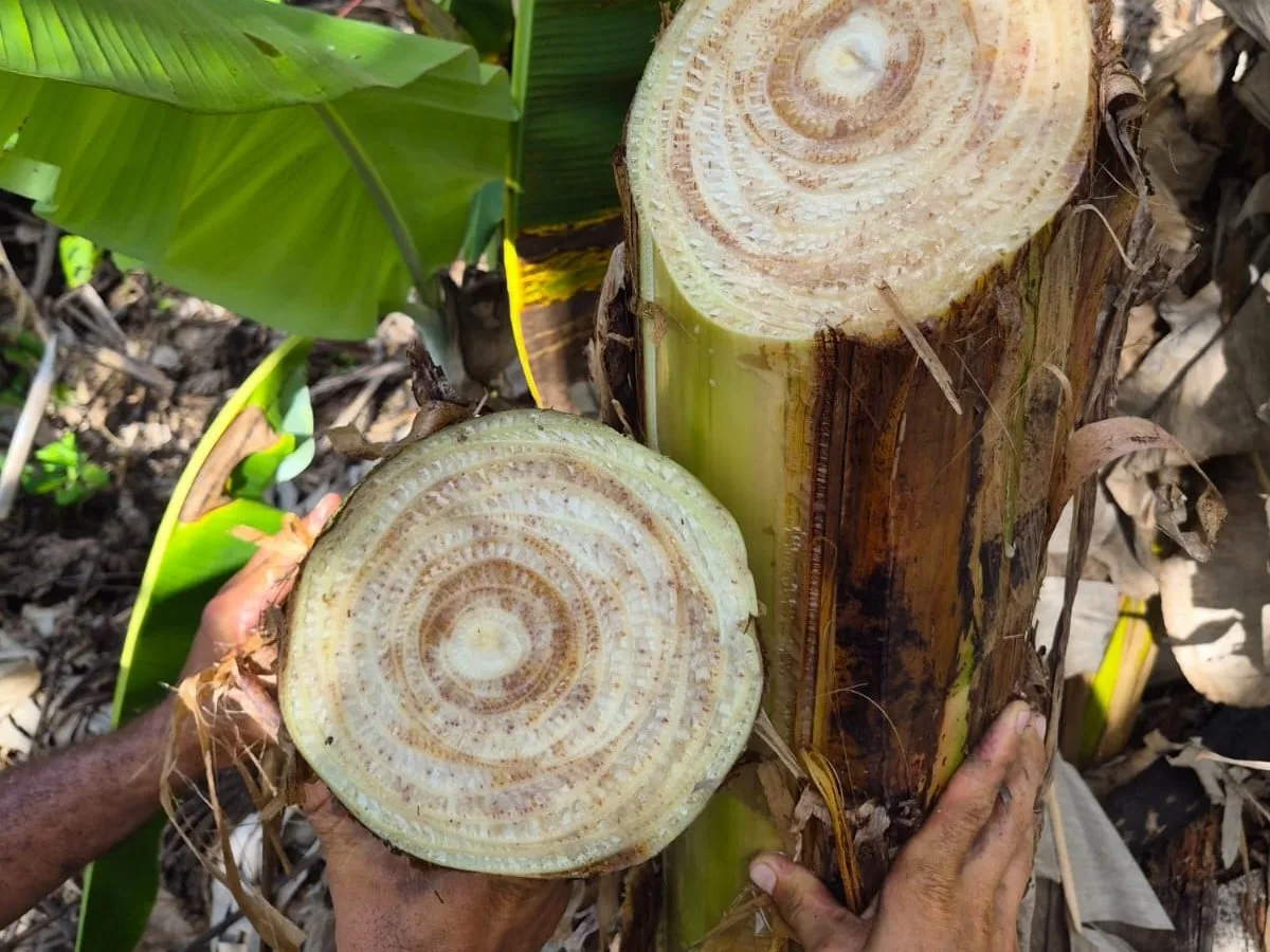 Produtores de Caroebe recebem orientação para conter Moko da Bananeira