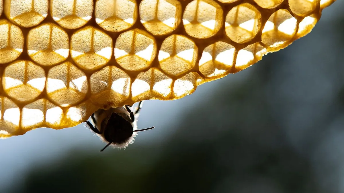 „Katastrophe für die Bienen“: So wirkt sich der Hitzesommer auf die Honigernte aus