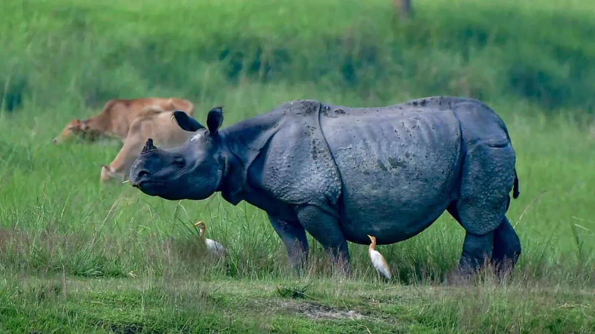 Why Assam wants to shrink Kaziranga National Park's eco-sensitive zone - explained