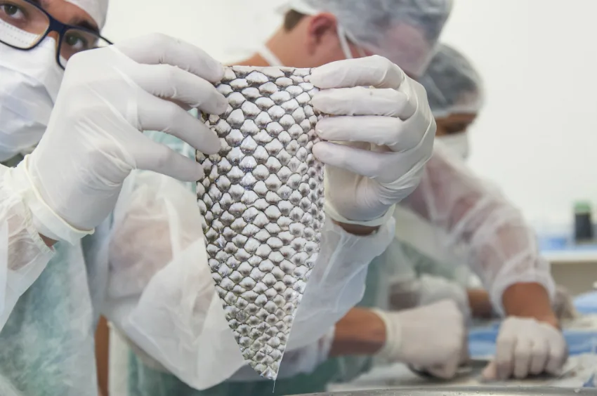 Primeira fábrica de pele de tilápia terá investimento de R$ 52 milhões