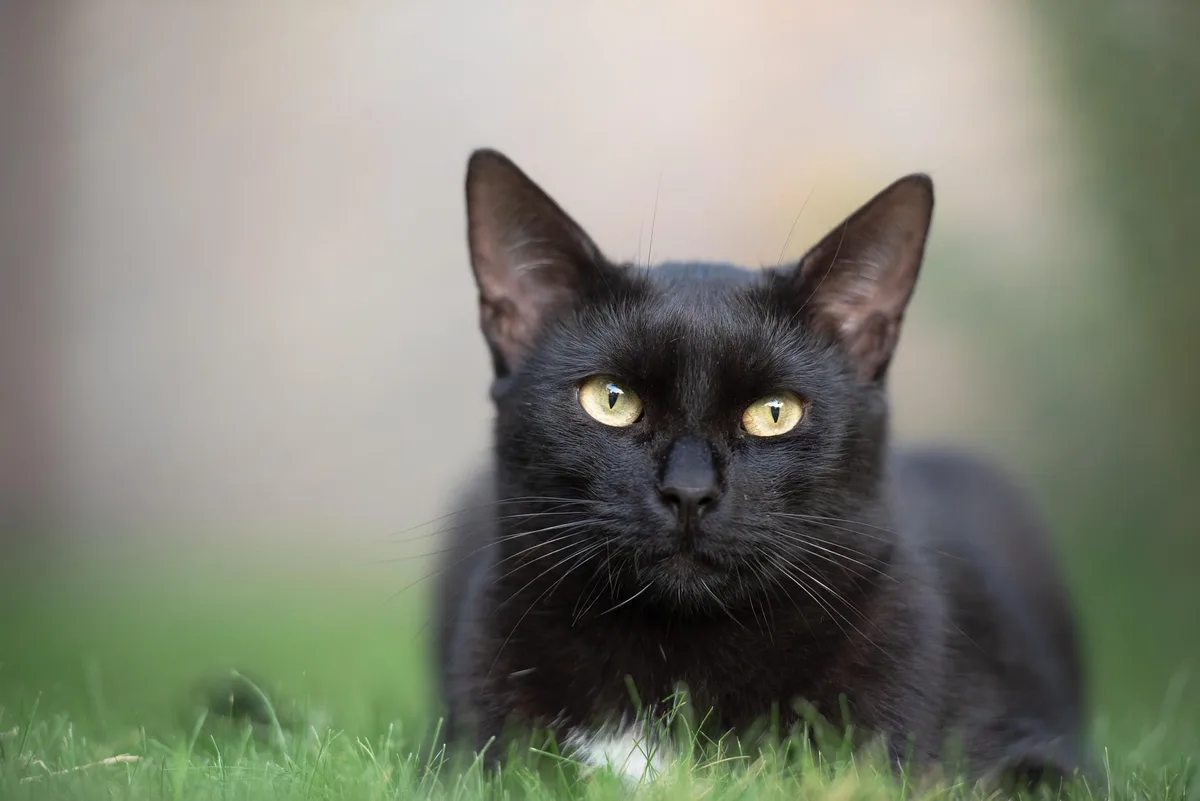 Carlos Gutiérrez, veterinario: “Los gatos negros se acercan mucho a sus dueños, pero son un poco tímidos”