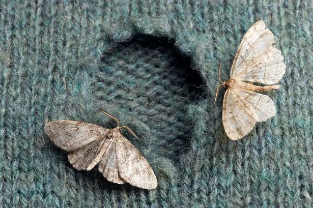 Stop moths 'eating' your clothes by spraying simple 35p homemade solution