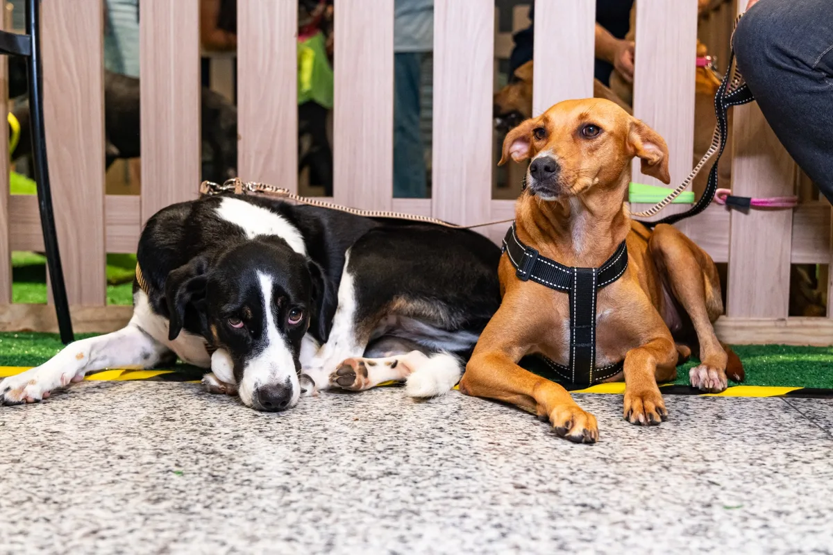 Quer adotar um pet? Projeto 'Adote no Parque' reúne animais resgatados
