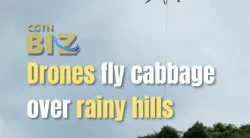 Drones fly cabbage over rainy hills