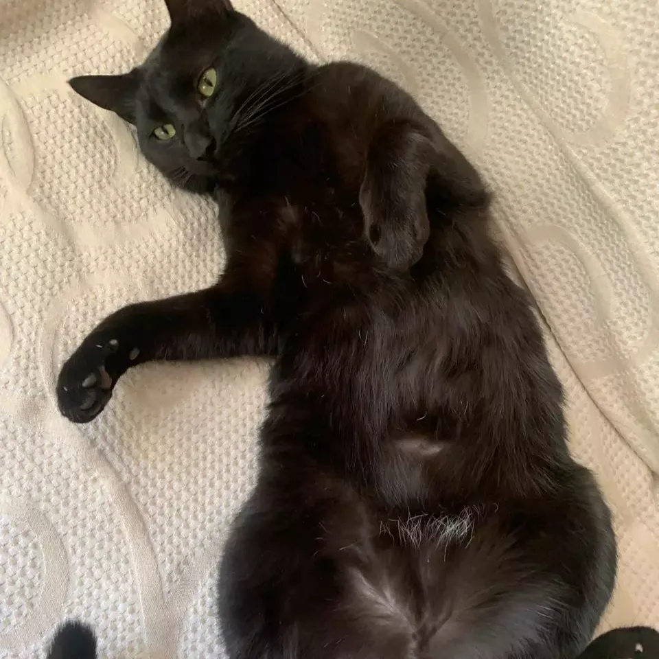 Casal pede ajuda para encontrar Sand, gatinho preto de olhos claros