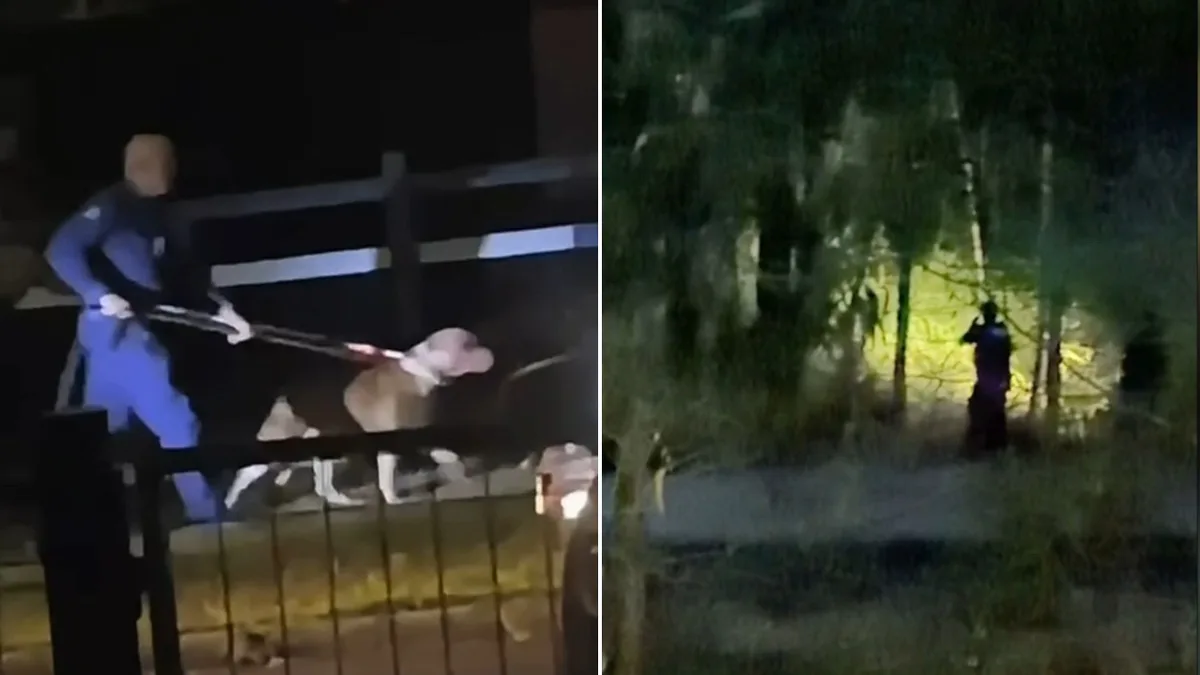 Dogs maul man in Brisbane and spark search for missing animal