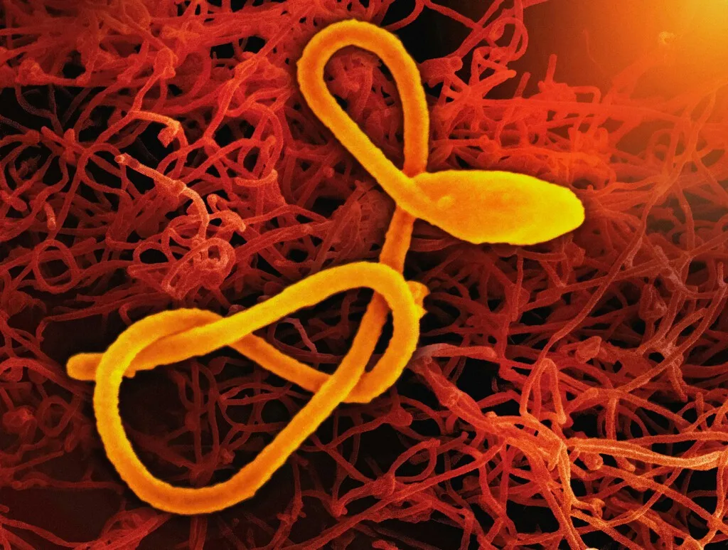 La epidemia de ébola más rápida de la historia avanza a ciegas para la ciencia