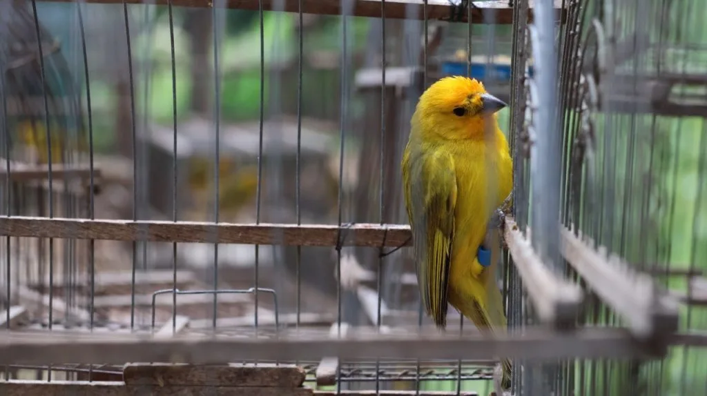 Zoo Aquarium de Valencia libera 17 aves rescatadas del tráfico ilegal