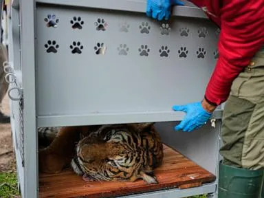 Lions and tigers begin a long-awaited rescue from a notorious Argentine zoo