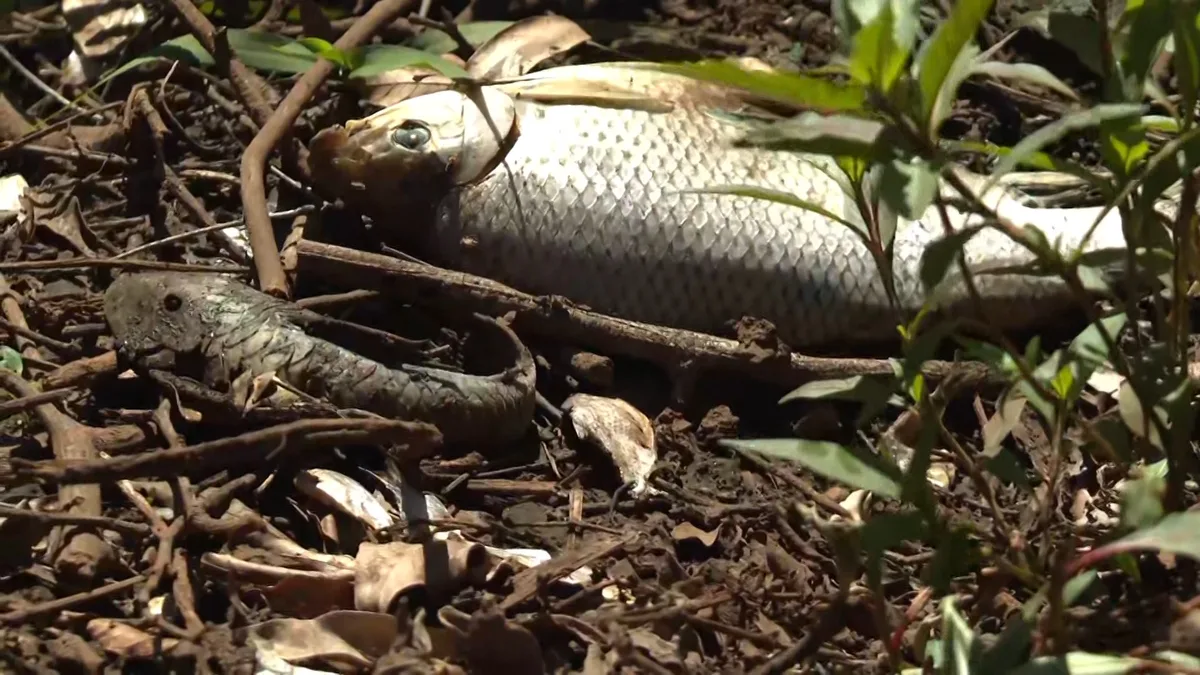 VÍDEO: peixes morrem após lançamento de resíduo industrial em rio no interior de SP