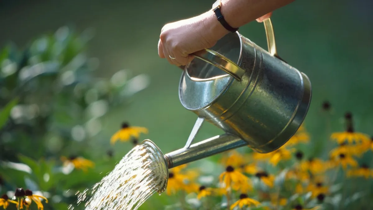 Regenwasser oder Leitungswasser? - Welches Gießwasser für Pflanzen geeignet ist