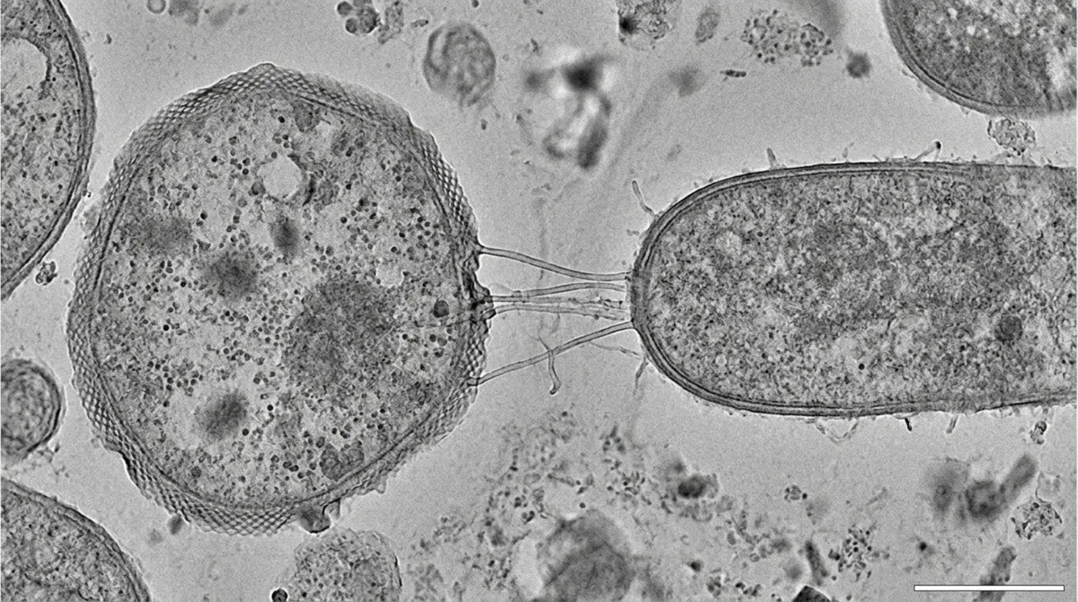Uma floresta de micróbios vive dentro de rochas vivas e tubos microscópicos entre duas células podem imitar uma parceria que antecedeu animais e plantas