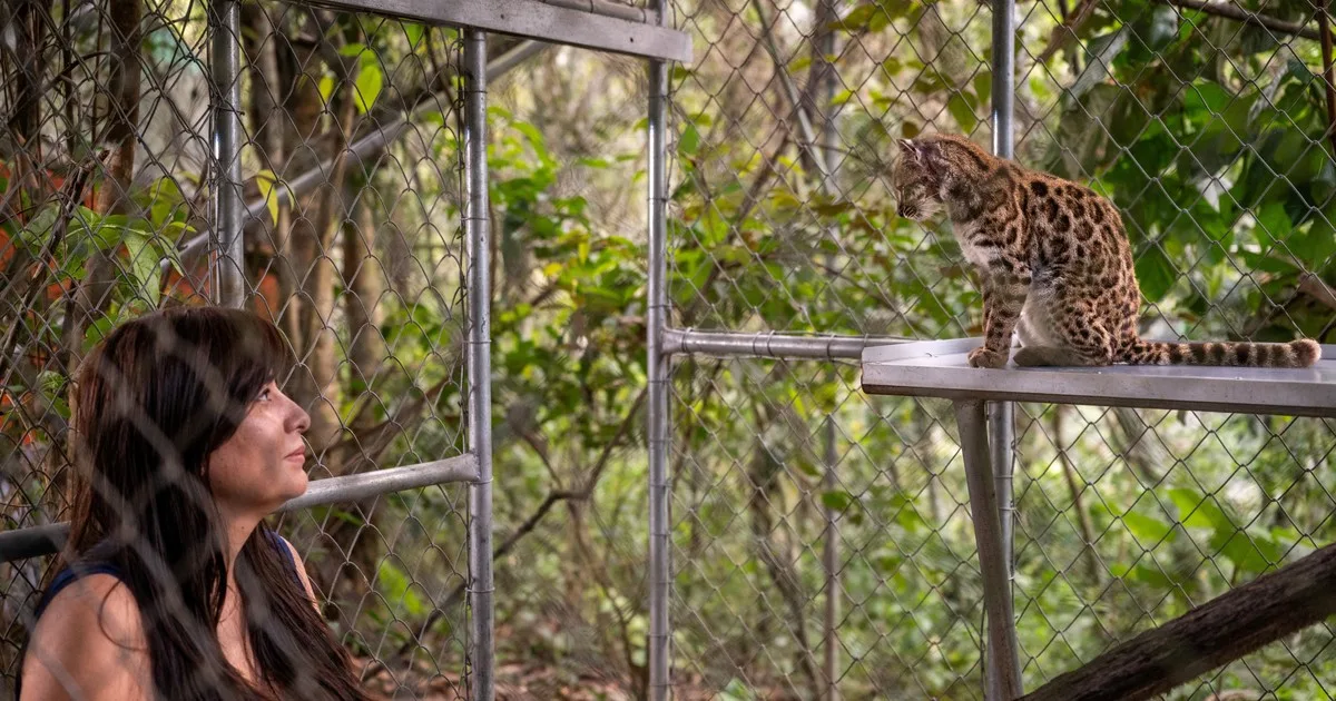 Paola Nogales-Ascarrunz, bióloga que descubrió una nueva especie de gato: "En ciencia, en lugar de competir colaboramos, así llegamos más lejos"