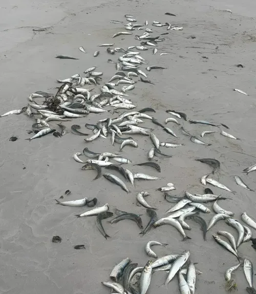 Deadly virus stalks South Africa's sardines