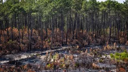 Surface parcourue, surface brûlée… Pourquoi les chiffres qui circulent sur les incendies en France sont si différents
