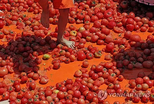 [최만순의 약이 되는 K-푸드] 불을 다스려 완성한 열매, 토마토