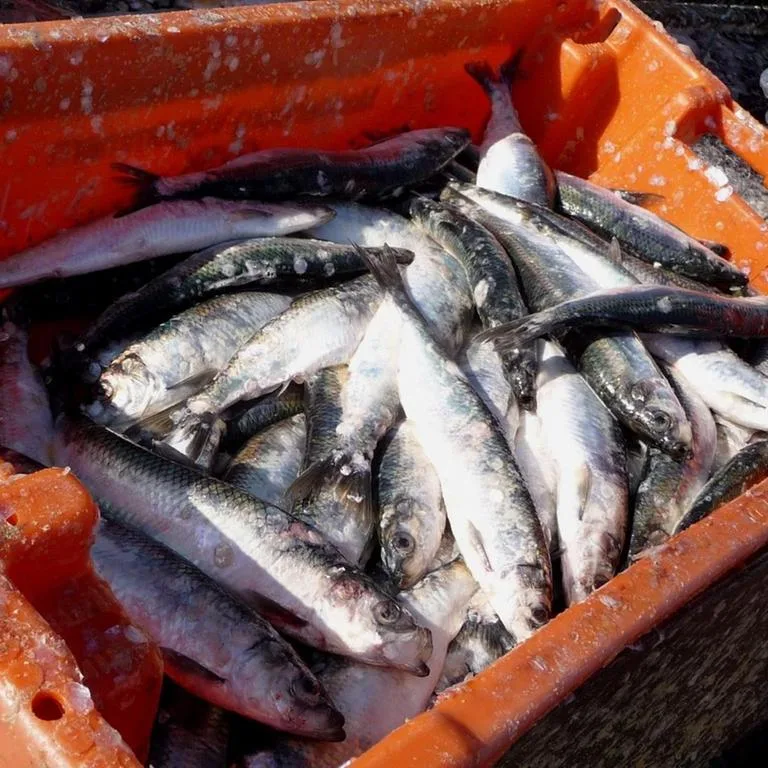 Ostsee - EU-Kommission will deutschen Küstenfischern den Heringsfang verbieten