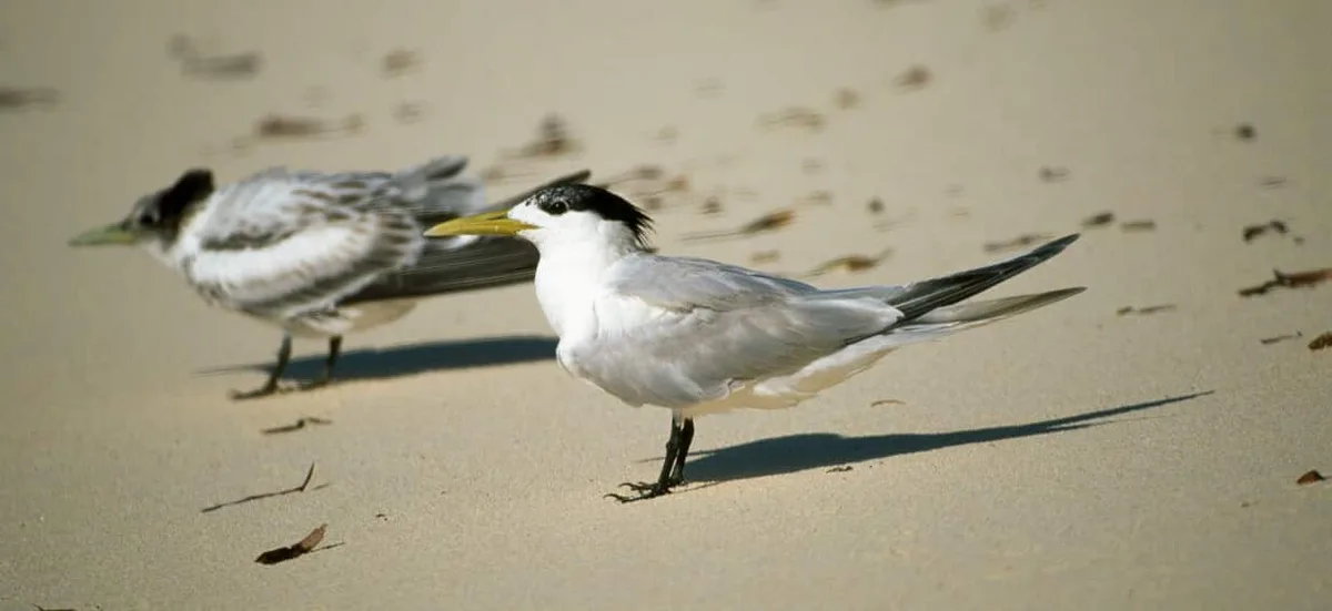 'Significant escalation': Mass mortality events leave over 1,000 birds dead in South Australia