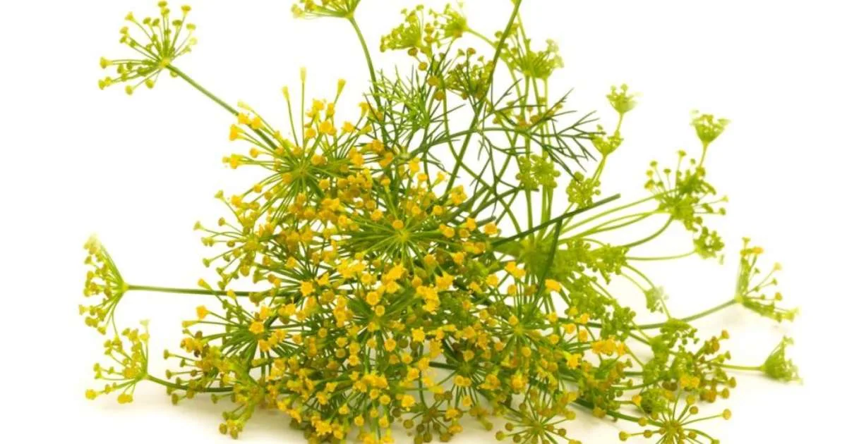 Como plantar e cultivar erva-doce em casa? Veja dicas