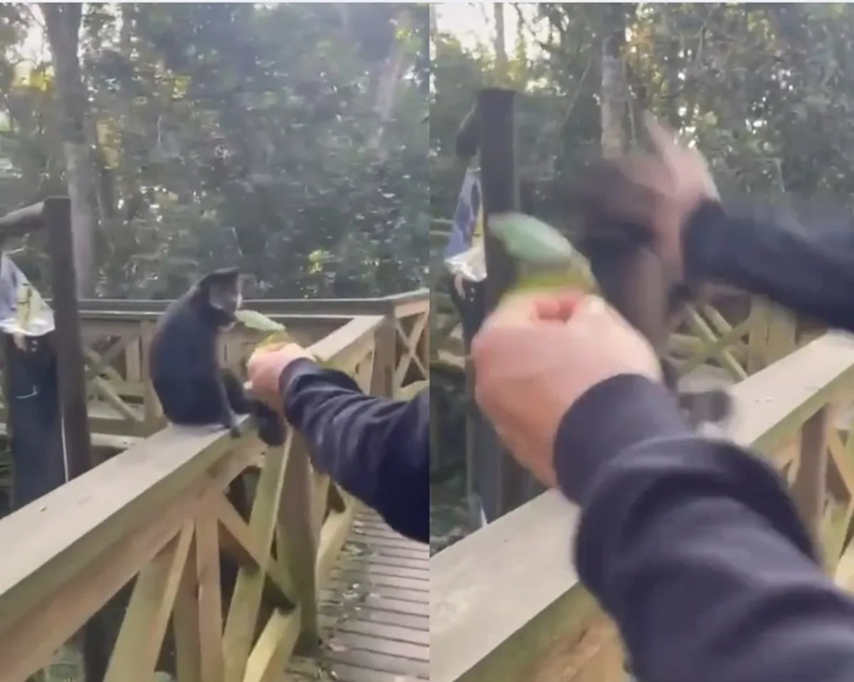 Macaco-prego é agredido com tapa por visitante dentro de parque ecológico em SC