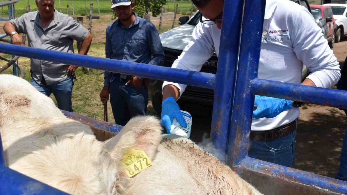 Chihuahua sigue sumando casos de gusano barrenador y casi roza los 80