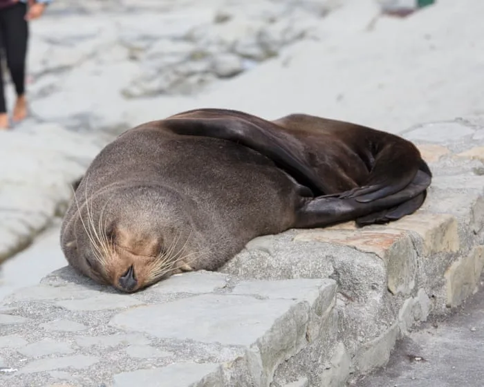 Fur seal’s death marks first Australian mainland mammal fatality from spreading H5 bird flu strain