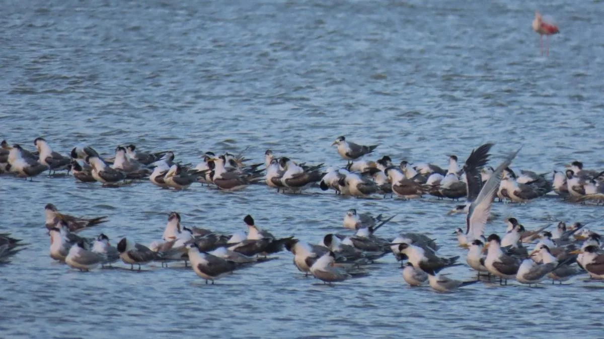 Salt pans witness early arrival of migratory birds in Kanniyakumari