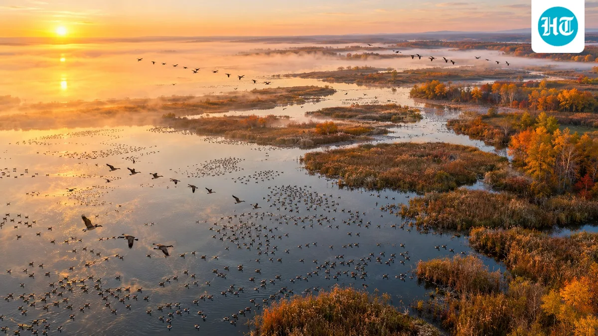 In 1927, Wisconsin decided to re-flood farmland that had replaced Horicon Marsh; a new dam revived a wetland that hosts up to 200,000 geese each fall