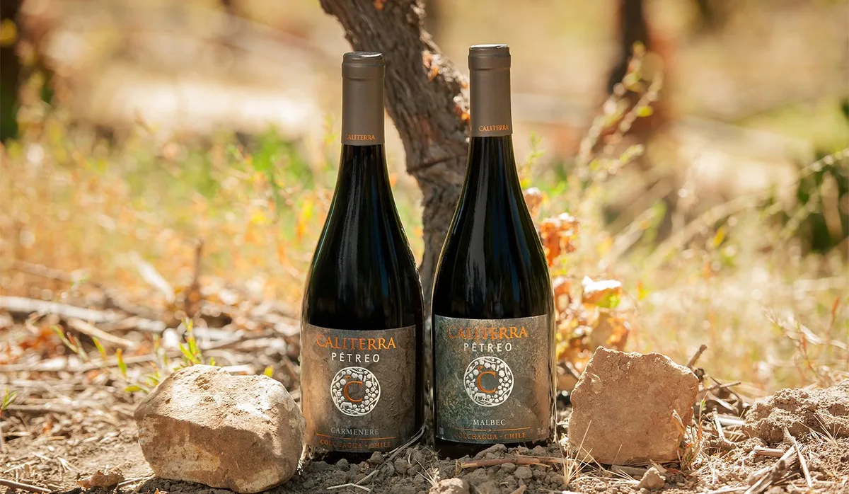 Vinho sustentável é cool: 3 vinícolas com foco no meio ambiente