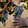 Apoio de 12 milhões para o Douro será pago em função da quantidade de uva por colher