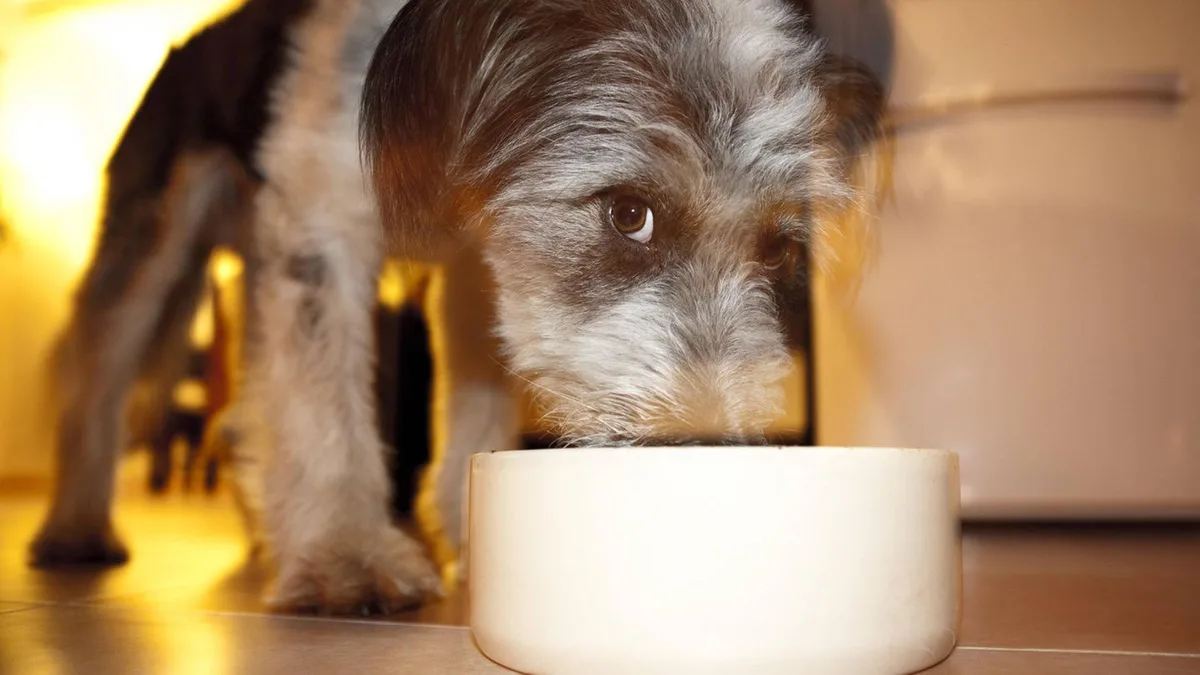 Gesund oder giftig: Dürfen Hunde Avocados essen?