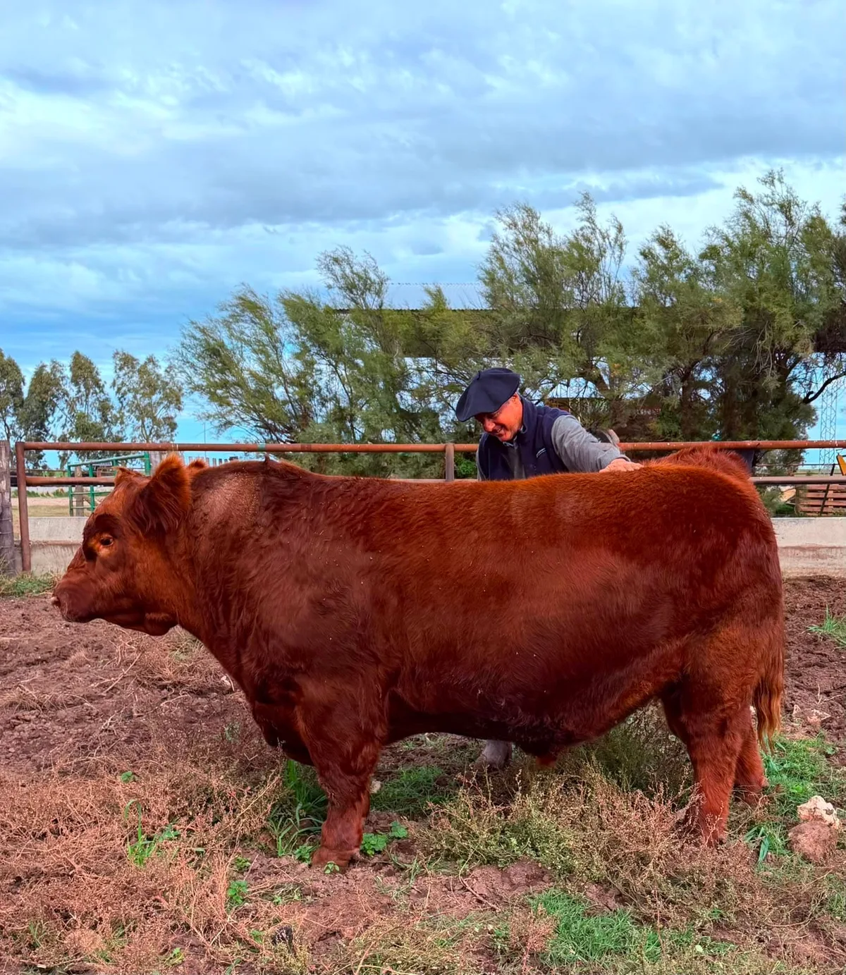 El más caro del país: la mitad de “Álvaro”, un toro Angus, se vendió por $300 millones en un espectacular remate