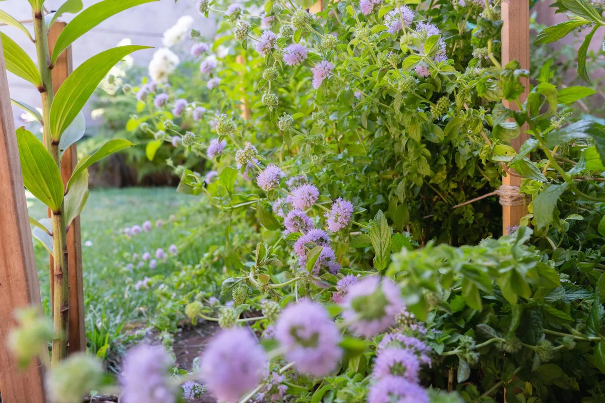 La menthe pouliot, une sauvageonne bien résistante