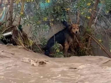 WATCH: Dog safe after rescue from raging floodwaters